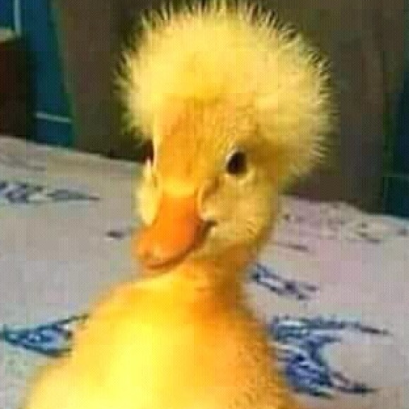 Meet your Posher, Sandra - Picture 1 of 4